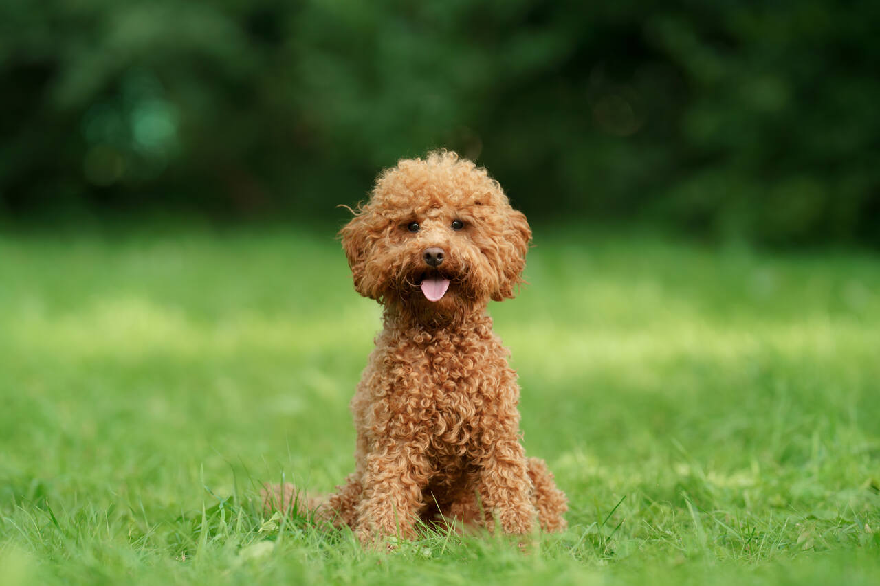 Her Yerde Duyduğumuz En Popüler 11 Köpek İsmi