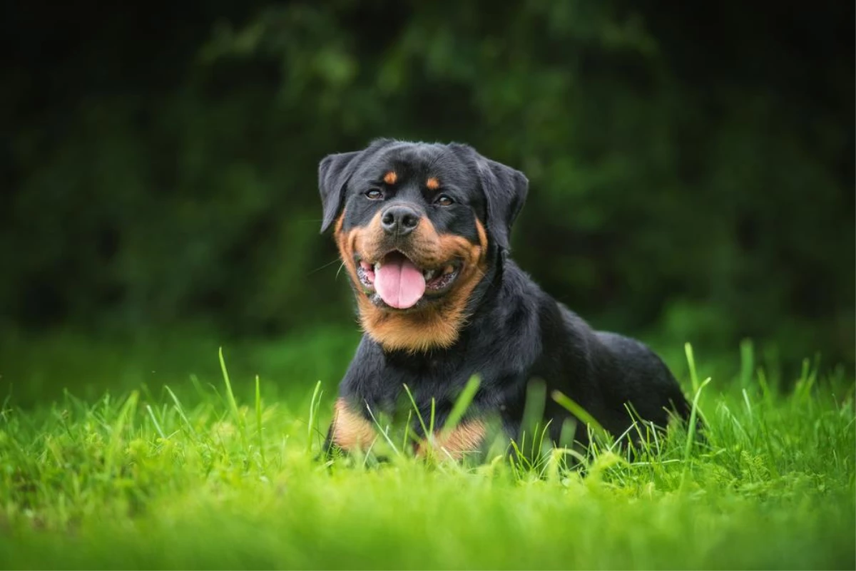 Köpek sahiplenmek büyük bir sorumluluk olmasının yanı sıra, aynı zamanda büyük bir mutluluk kaynağıdır. Yeni bir köpek dostu edindiğinizde ona vereceğiniz isim, onunla kuracağınız bağın ilk adımıdır. Köpek ismi seçmek bazen zor olabilir, ancak popüler köpek isimleri her zaman iyi bir başlangıç noktasıdır. İşte kesin sizin de çevrenizde duyduğunuz, en popüler 11 köpek ismi: 1. Max Max, kısa ve güçlü bir isimdir. İngilizce’de "en büyük" anlamına gelen "maximum" kelimesinden türetilmiştir. Erkek köpekler için en yaygın isimlerden biridir. Max, her tür köpek cinsine uyum sağlayacak kadar evrenseldir. 2. Bella Bella, İtalyanca'da "güzel" anlamına gelir ve özellikle dişi köpekler için popüler bir isimdir. Bella ismi, zarif ve sevimli köpekler için ideal bir seçimdir. Bu isim, Chihuahua’dan Golden Retriever’a kadar her tür köpeğe uygundur. 3. Charlie Charlie, hem erkek hem de dişi köpekler için uygun olan uniseks bir isimdir. Sevimli ve arkadaş canlısı köpekler için mükemmel bir tercih olan Charlie, popülerliğini her geçen yıl artırmaktadır. 4. Luna Luna, İspanyolca’da "ay" anlamına gelir ve gizemli bir çekiciliği vardır. Özellikle dişi köpekler için tercih edilen bu isim, beyaz veya gri tüylü köpekler için harika bir seçimdir. Luna ismi, aynı zamanda Harry Potter serisindeki Luna Lovegood karakteri sayesinde de popülerlik kazanmıştır. 5. Buddy Buddy, İngilizce’de "dost" veya "kanka" anlamına gelir ve köpeğinizin sizin en yakın arkadaşınız olduğunu vurgular. Bu isim, sadık ve sevimli erkek köpekler için idealdir. Golden Retriever ve Labrador gibi dost canlısı cinsler için popüler bir seçimdir. 6. Daisy Daisy, İngilizce’de "papatya" anlamına gelir ve genellikle küçük, neşeli ve enerjik dişi köpekler için seçilir. Daisy ismi, Cocker Spaniel ve Shih Tzu gibi cinsler için mükemmel bir uyum sağlar. 7. Rocky Rocky, güçlü ve dayanıklı köpekler için harika bir isimdir. Bu isim, özellikle boksör ve Pit Bull gibi kaslı köpekler arasında yaygındır. Rocky ismi, ünlü film serisi "Rocky"den esinlenilmiştir ve köpeğinizin cesur ve güçlü yanını vurgular. 8. Lucy Lucy, neşeli ve sevimli dişi köpekler için popüler bir isimdir. Bu isim, Lucille Ball’un başrol oynadığı klasik televizyon dizisi "I Love Lucy"den esinlenmiştir. Lucy ismi, tüm köpek cinslerine uyum sağlayacak kadar evrenseldir. 9. Cooper Cooper, sevimli ve enerjik erkek köpekler için ideal bir isimdir. Bu isim, genellikle Retriever ve Spaniel gibi aktif köpekler arasında yaygındır. Cooper, aynı zamanda birçok ünlü film ve televizyon karakterinin ismi olarak da bilinir, bu da popülerliğini artırır. 10. Molly Molly, sadık ve sevecen dişi köpekler için tercih edilen bir isimdir. Bu isim, klasik ve zamansız bir çekiciliğe sahiptir. Molly ismi, Beagle ve Cavalier King Charles Spaniel gibi köpekler için mükemmel bir seçimdir. 11. Bailey Bailey, hem erkek hem de dişi köpekler için uygun olan bir başka uniseks isimdir. Bu isim, enerjik ve oyuncu köpekler için idealdir. Bailey, Border Collie ve Australian Shepherd gibi aktif cinsler arasında yaygındır. Bu isimler, köpeğinizin kişiliğini yansıtacak ve onunla aranızdaki bağı güçlendirecek harika seçeneklerdir. Yeni bir köpek sahiplendiğinizde isim seçmek, onunla kuracağınız ilişkinin başlangıç noktasıdır. En popüler köpek isimlerinden birini seçerek, hem kolayca tanınan hem de köpeğinizin karakterine uygun bir isim bulmuş olursunuz. Unutmayın, en iyi köpek ismi, hem sizin hem de yeni dostunuzun mutlu olacağı bir isimdir. 