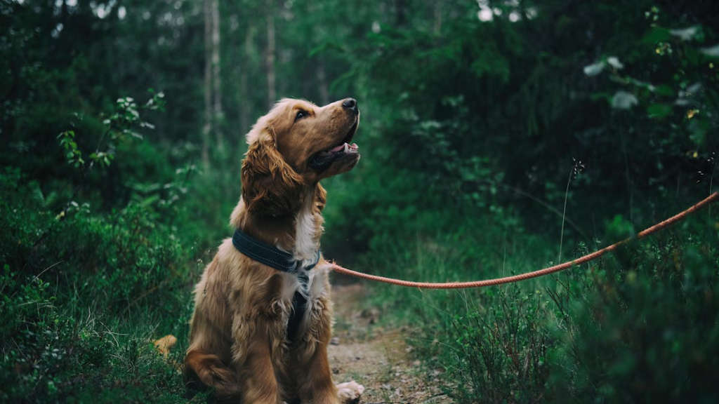 köpekten bulaşan kist